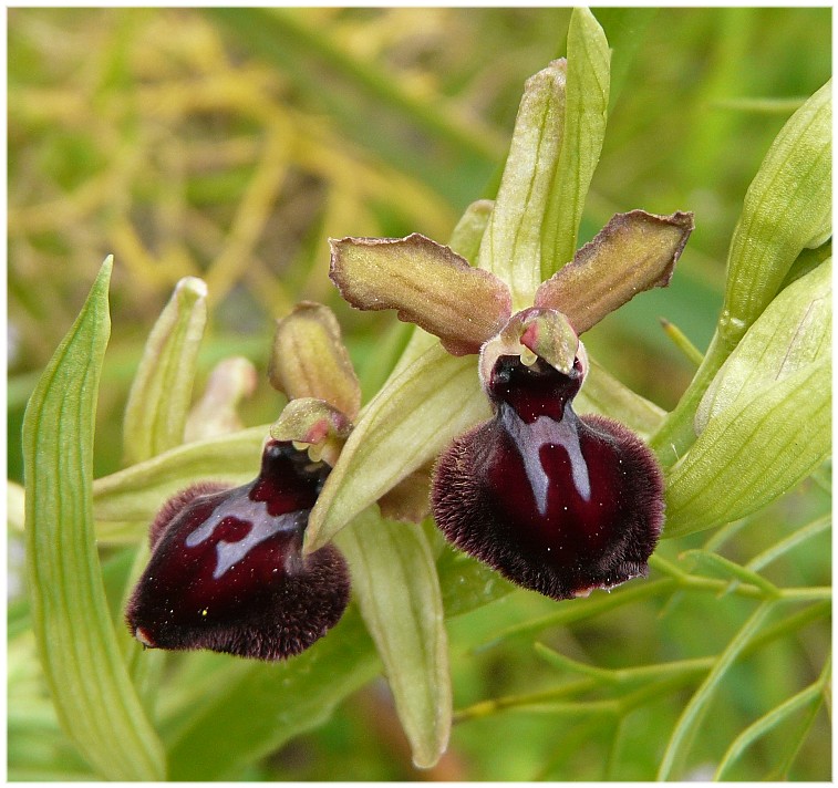 Ophrys sipontensis